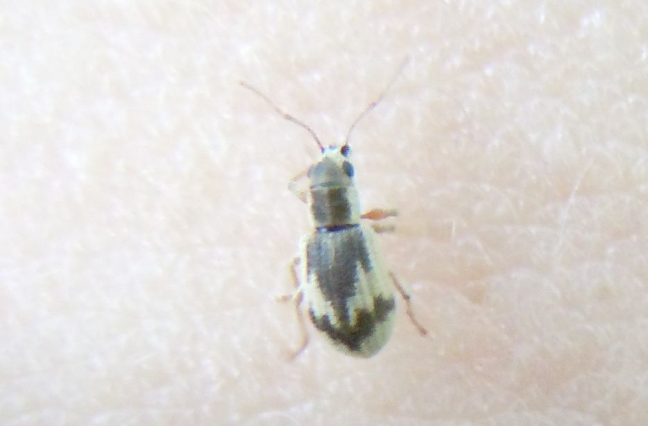 Curculionide con la freccia: Pseudomyllocerus neapolitanus